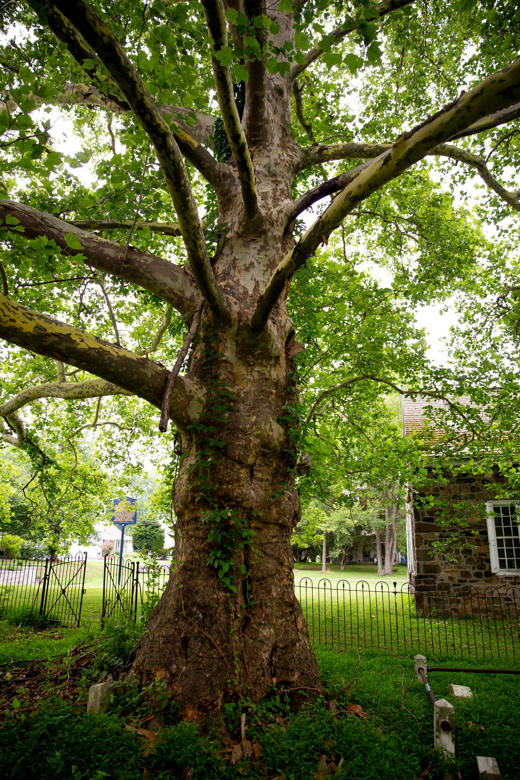 Sycamore in the burying ground